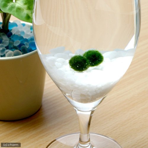 Amazon.co.jp: （水草）マリモ Sサイズ（無農薬）（2個） : ペット用品
